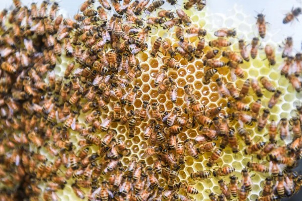 蜂群中缺少蜂王它们会不会跑，新收的蜂群需要蜂王才能稳定生存