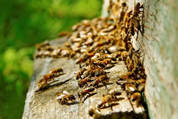 蜂群中缺少蜂王它们会不会跑，新收的蜂群需要蜂王才能稳定生存