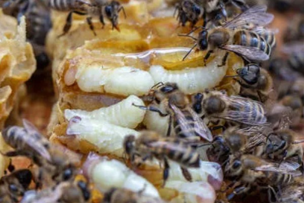 蜂群中缺少蜂王它们会不会跑，新收的蜂群需要蜂王才能稳定生存