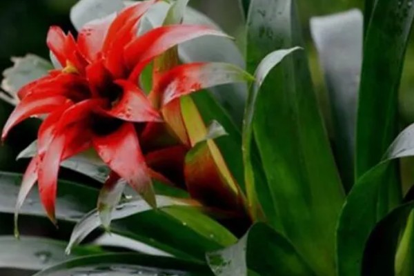 鸿运当头花是否喜水，是喜水的植物