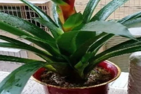 鸿运当头花是否喜水，是喜水的植物