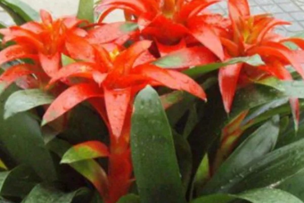 鸿运当头花是否喜水，是喜水的植物