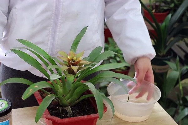 鸿运当头花是否喜水，是喜水的植物