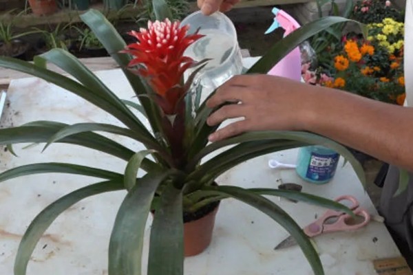 鸿运当头花是否喜水，是喜水的植物