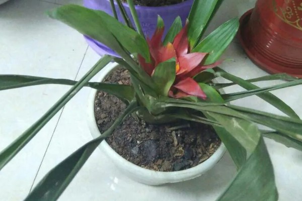 鸿运当头花是否喜水，是喜水的植物