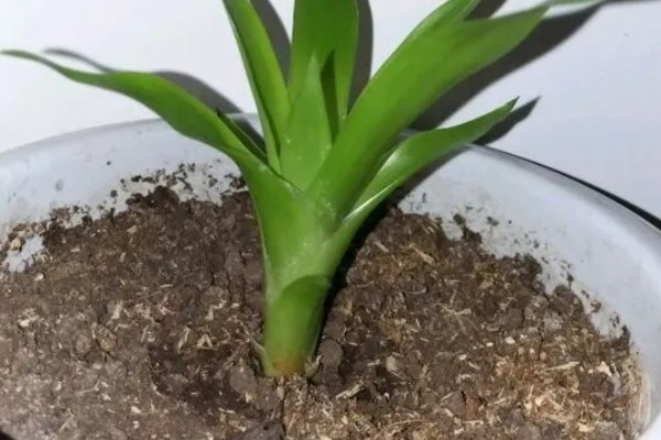 鸿运当头花是否喜水，是喜水的植物