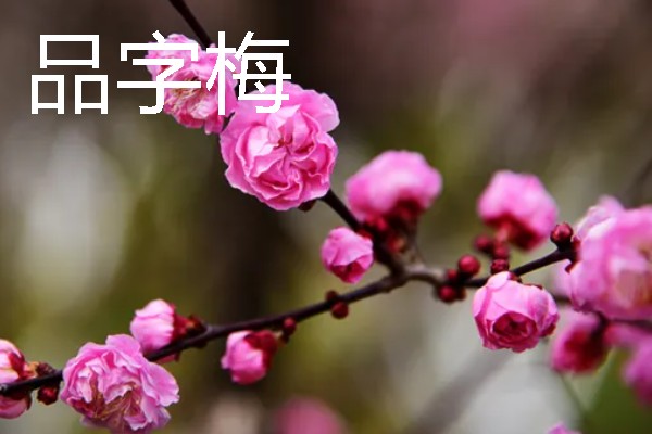 梅花的颜色种类，常见红色、黄色、粉色等颜色