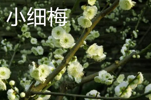 梅花的颜色种类，常见红色、黄色、粉色等颜色