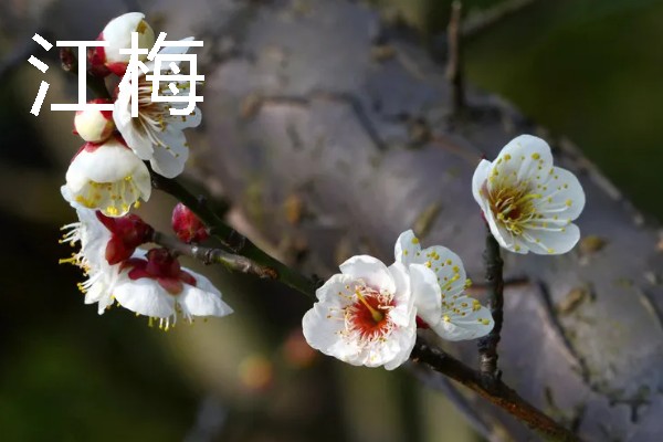 梅花的颜色种类，常见红色、黄色、粉色等颜色