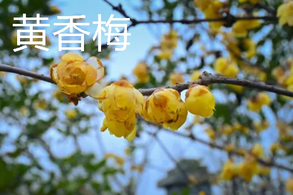 梅花的颜色种类，常见红色、黄色、粉色等颜色