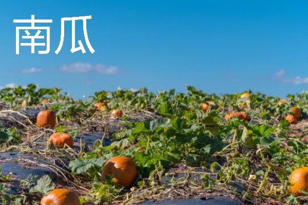 四月份适合种什么蔬菜瓜果，适合种南瓜、冬瓜等