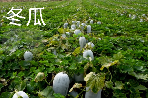 四月份适合种什么蔬菜瓜果，适合种南瓜、冬瓜等