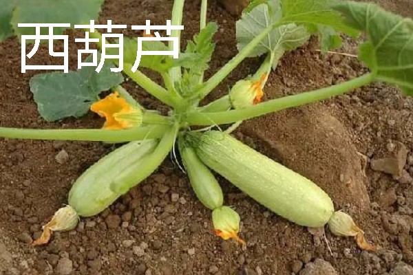 四月份适合种什么蔬菜瓜果，适合种南瓜、冬瓜等