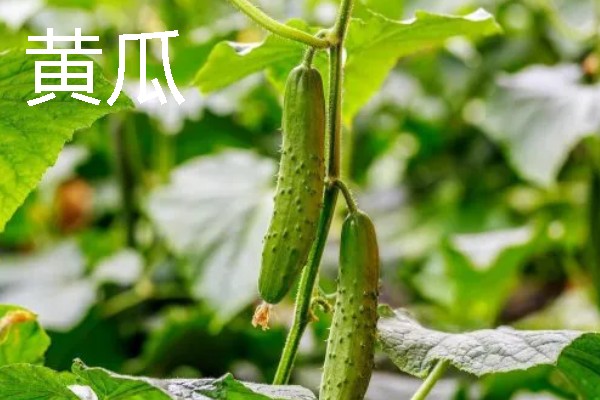 四月份适合种什么蔬菜瓜果，适合种南瓜、冬瓜等