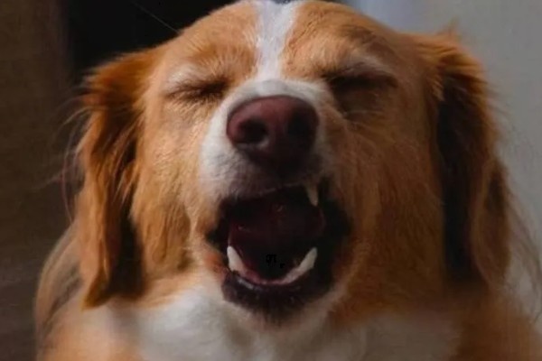 狗狗打喷嚏的原因，情绪激动、鼻子受到刺激时都会打喷嚏