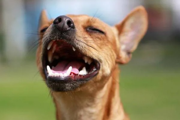 狗狗打喷嚏的原因，情绪激动、鼻子受到刺激时都会打喷嚏