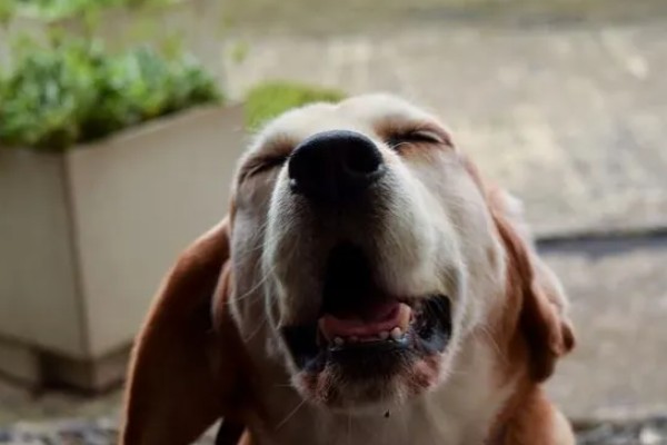 狗狗打喷嚏的原因，情绪激动、鼻子受到刺激时都会打喷嚏