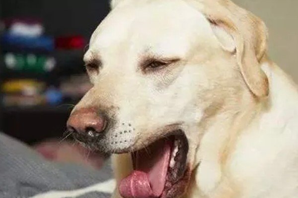 狗狗打喷嚏的原因，情绪激动、鼻子受到刺激时都会打喷嚏