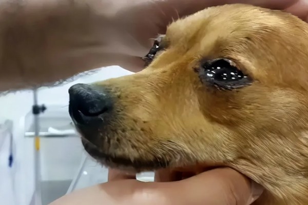 狗狗打喷嚏的原因，情绪激动、鼻子受到刺激时都会打喷嚏