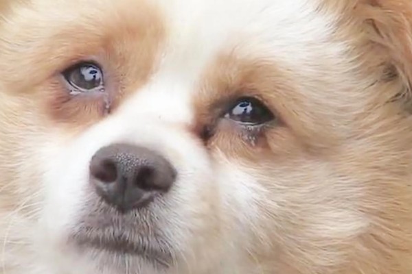 狗狗打喷嚏的原因，情绪激动、鼻子受到刺激时都会打喷嚏