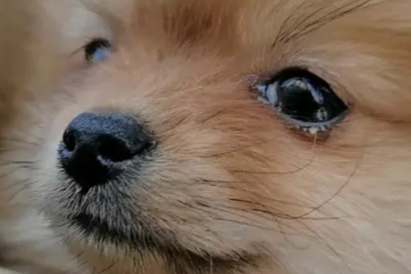 狗狗打喷嚏的原因，情绪激动、鼻子受到刺激时都会打喷嚏