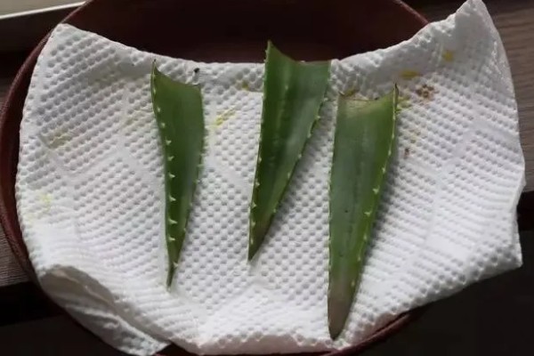 一片芦荟叶能不能栽活，在5月份扦插可加快恢复速度