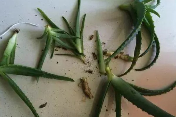 一片芦荟叶能不能栽活，在5月份扦插可加快恢复速度