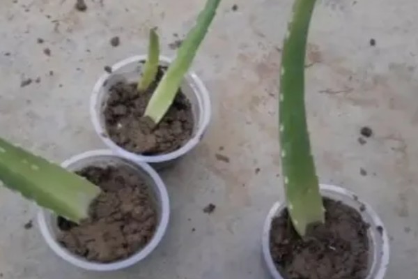 一片芦荟叶能不能栽活，在5月份扦插可加快恢复速度