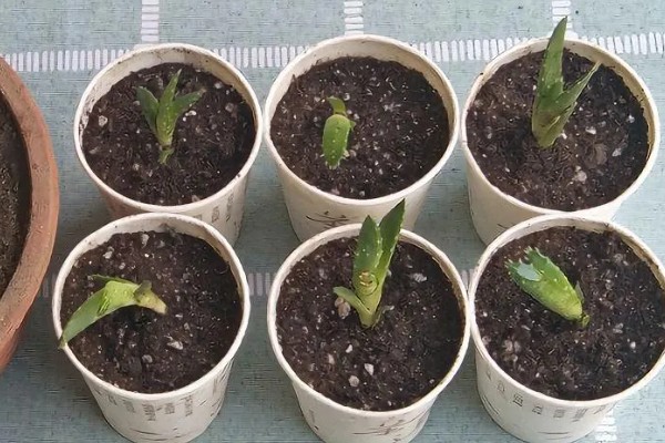一片芦荟叶能不能栽活，在5月份扦插可加快恢复速度