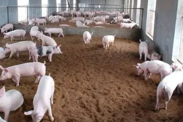 猪和羊能不能混养,禁止在同一个圈内养殖