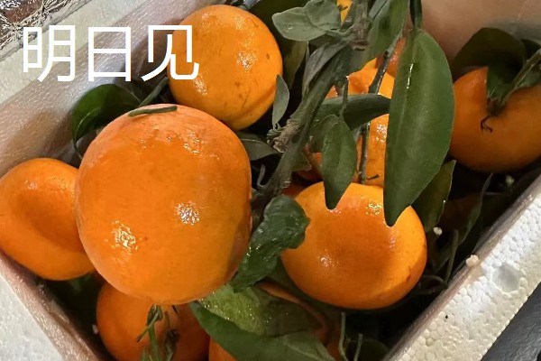 沃柑盆栽怎么养殖，春夏秋三季每隔15-20天追施一次复合肥