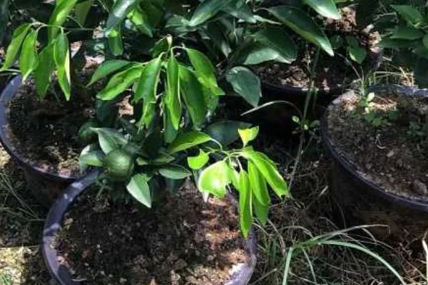 沃柑盆栽怎么养殖，春夏秋三季每隔15-20天追施一次复合肥