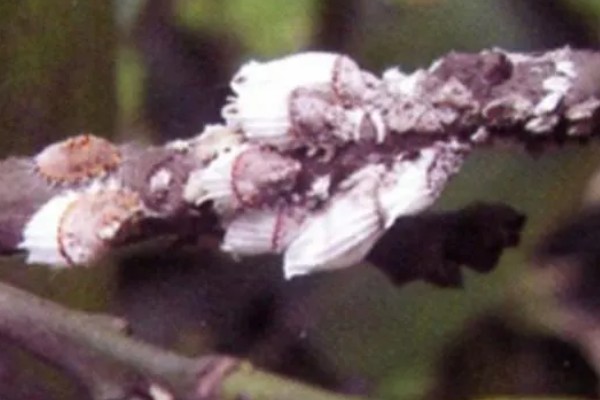 介壳虫的种类，常见的有吹绵蚧、樟蚌圆盾蚧等