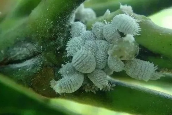 介壳虫的种类，常见的有吹绵蚧、樟蚌圆盾蚧等