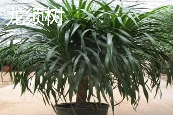 龙须树开花是什么兆头，预示长寿