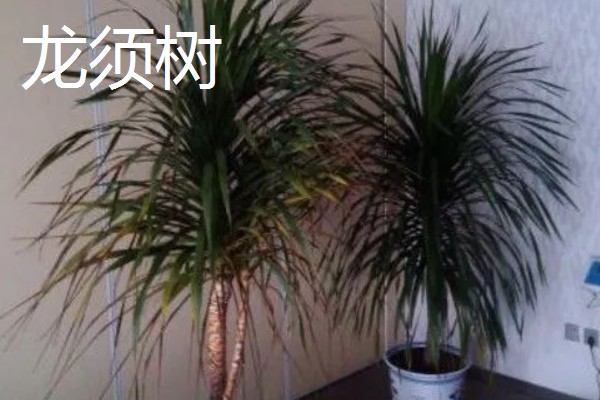 龙须树开花是什么兆头，预示长寿
