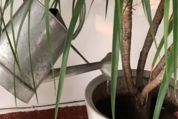 龙须树开花是什么兆头，预示长寿