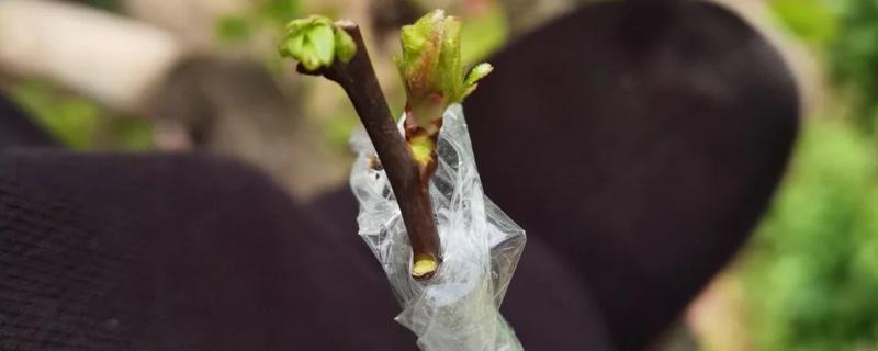 怎么提高杏树嫁接成活率，嫁接前进行激素处理