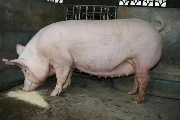 母猪生产后何时开始喂食喂水，生产结束4-5个小时后即可