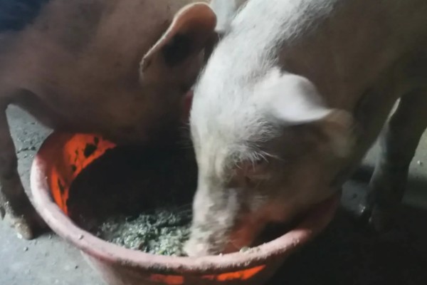 母猪生产后何时开始喂食喂水，生产结束4-5个小时后即可