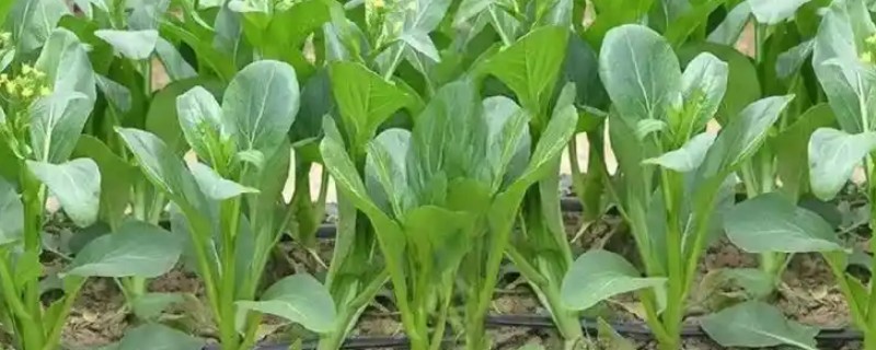 四九菜心的播种时间，在春秋两季播种