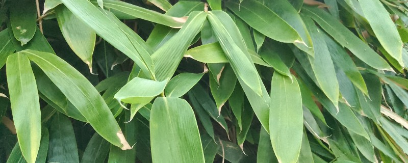 人工种植粽叶的亩产量，通常为1200-1400斤左右