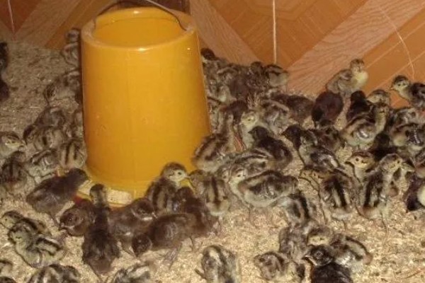 雏山鸡怎么饲喂，根据当前日龄决定投喂次数