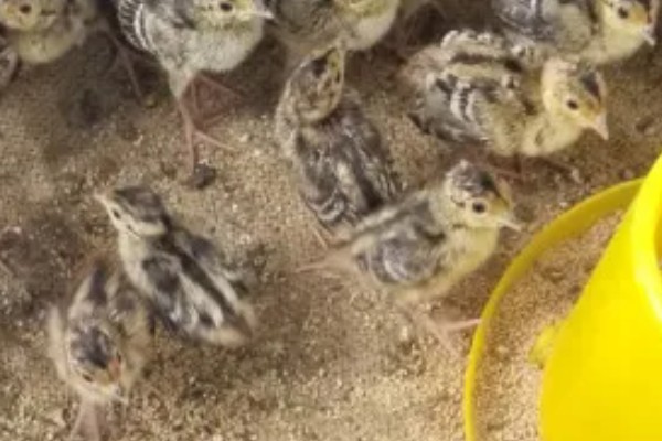 雏山鸡怎么饲喂，根据当前日龄决定投喂次数