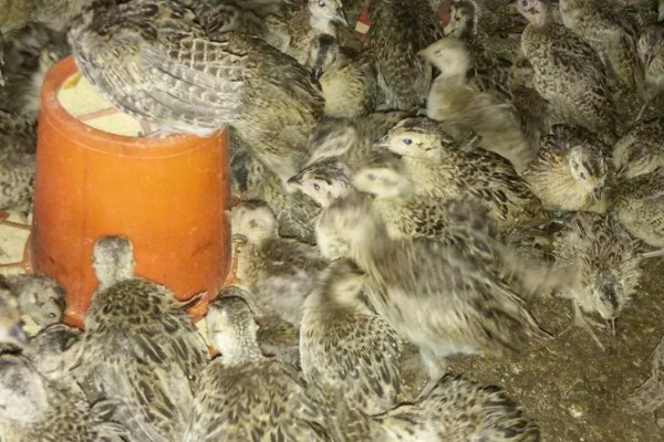 雏山鸡怎么饲喂，根据当前日龄决定投喂次数