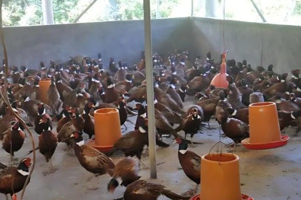雏山鸡怎么饲喂，根据当前日龄决定投喂次数