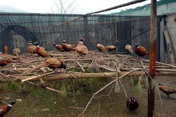 雏山鸡怎么饲喂，根据当前日龄决定投喂次数