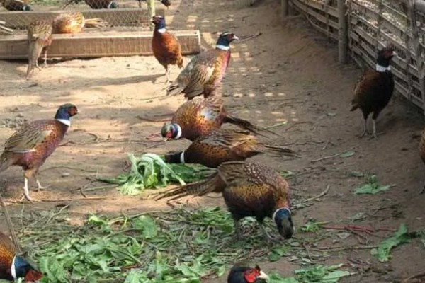 雏山鸡怎么饲喂，根据当前日龄决定投喂次数