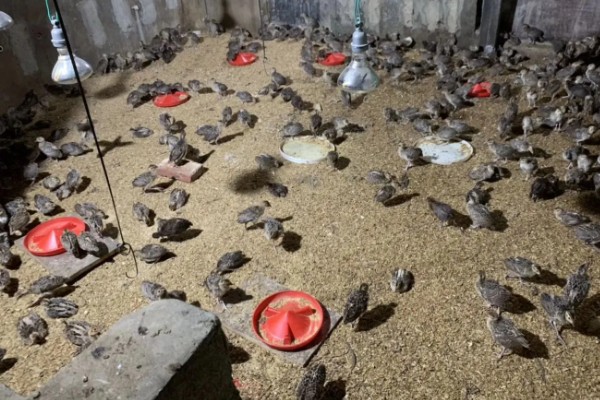 雏山鸡怎么饲喂，根据当前日龄决定投喂次数