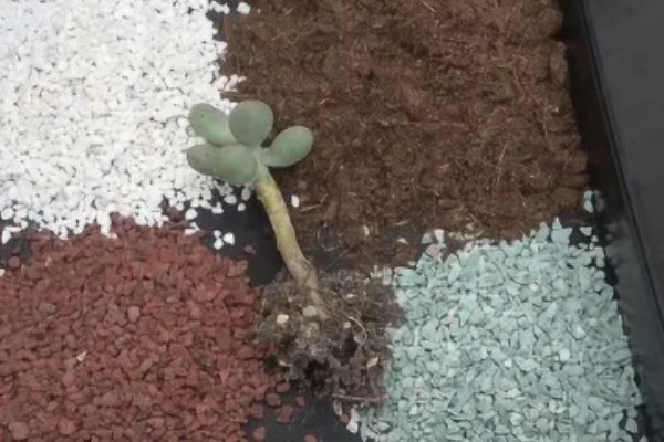 多肉叶片消耗突然变快怎么办，需增强光照并及时浇水